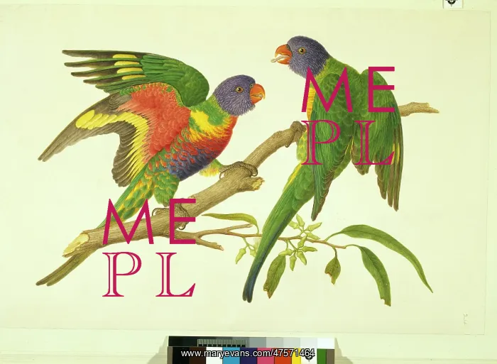 : Trichoglossus haematodus, rainbow lorikeet : Trichoglossus haematodus, rainbow lorikeet