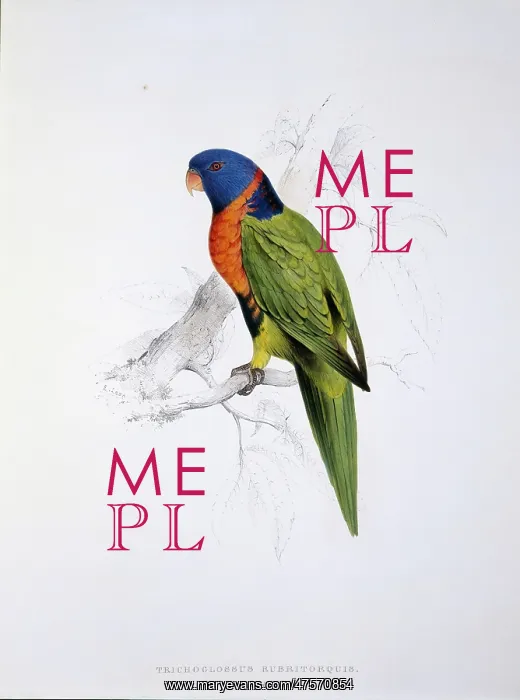 : Tricholglossus rubritorquis, red-collared lorikeet : Tricholglossus rubritorquis, red-collared lorikeet