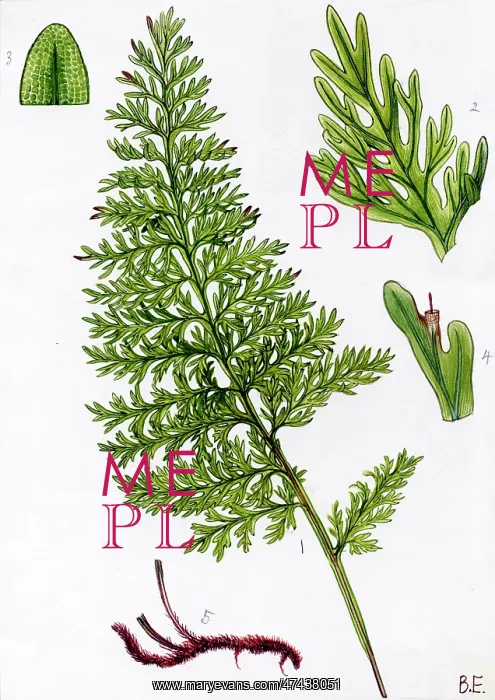  : Trichomanes speciosum