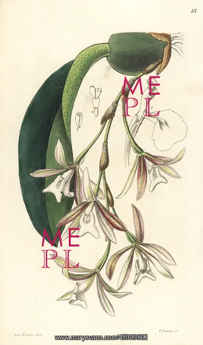 : Trichopilia laxa orchid : Trichopilia laxa orchid