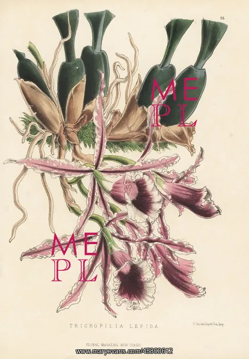  : Trichopilia marginata orchid