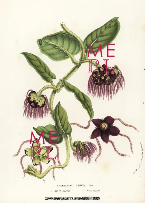 : Trichosacme lanata : Trichosacme lanata