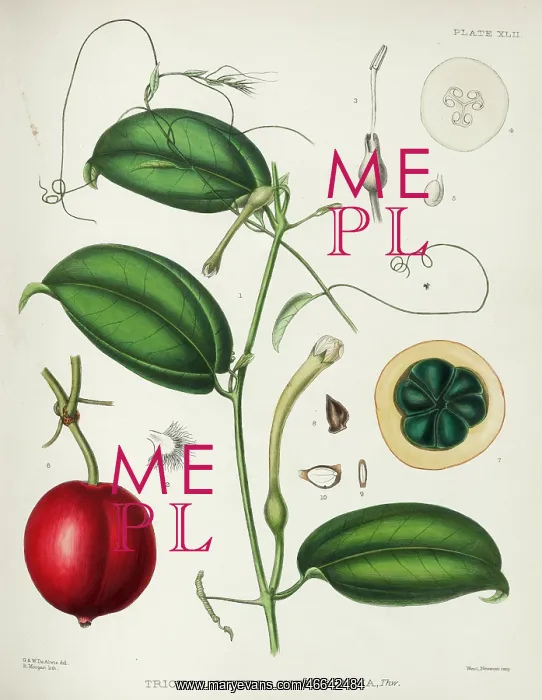 : Trichosanthes integrifolia : Trichosanthes integrifolia