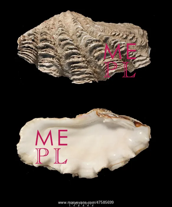 : Tridacna gigas, giant clam : Tridacna gigas, giant clam