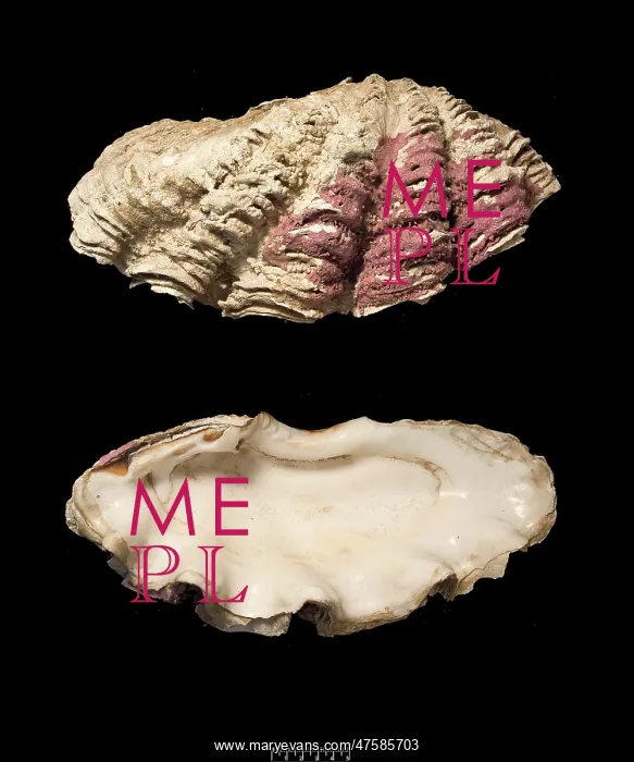 : Tridacna gigas, giant clam : Tridacna gigas, giant clam