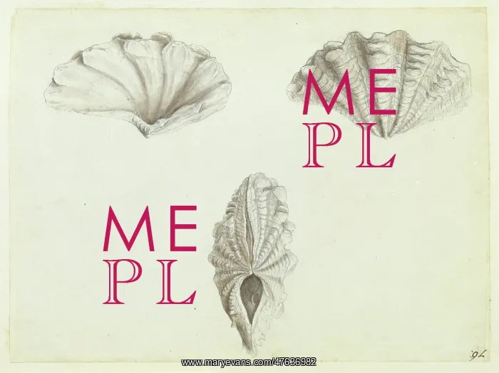 : Tridacna maxima Roding, 1798, giant clam : Tridacna maxima Roding, 1798, giant clam