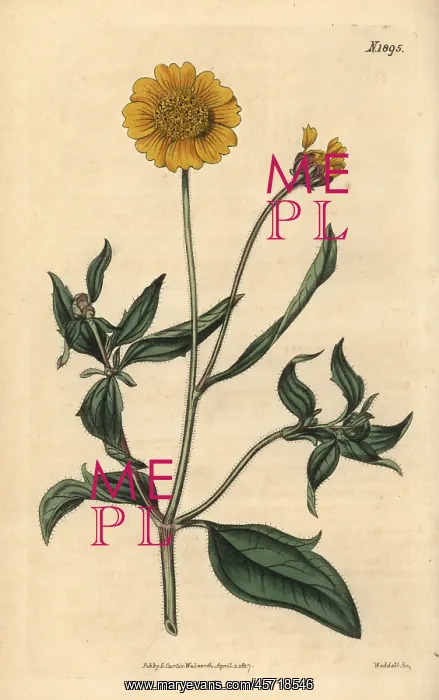 : Tridax trilobata : Tridax trilobata