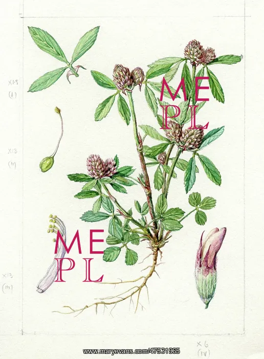 : Trifolium bocconi - Boccone's trefoil : Trifolium bocconi - Boccone's trefoil