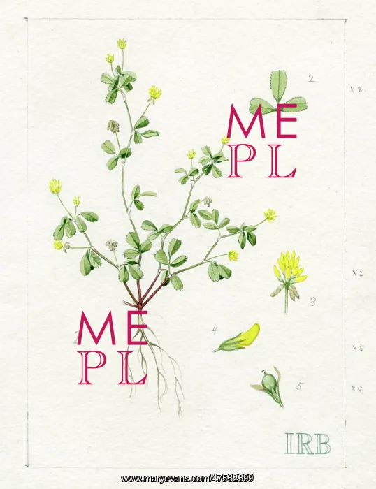 : Trifolium dubium - lesser trefoil : Trifolium dubium - lesser trefoil