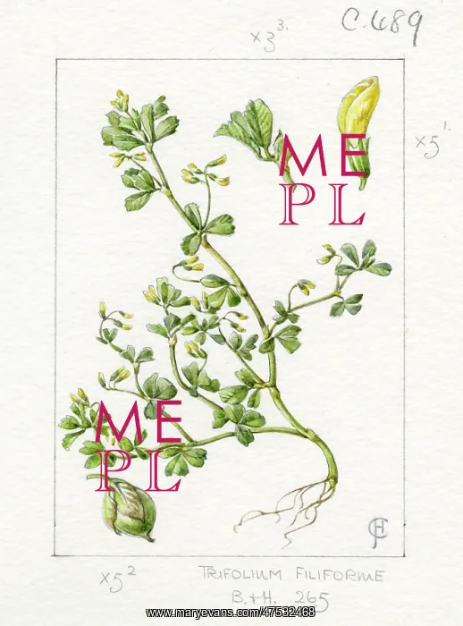 : Trifolium filiforme - slender trefoil : Trifolium filiforme - slender trefoil