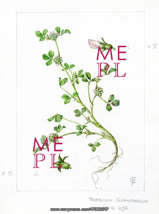 : Trifolium glomeratum - clustered clover : Trifolium glomeratum - clustered clover