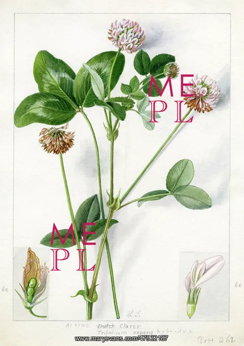 : Trifolium hybridum - alsike clover : Trifolium hybridum - alsike clover
