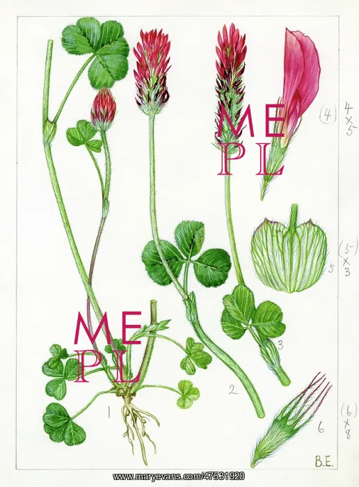 : Trifolium incarnatum - crimson clover : Trifolium incarnatum - crimson clover