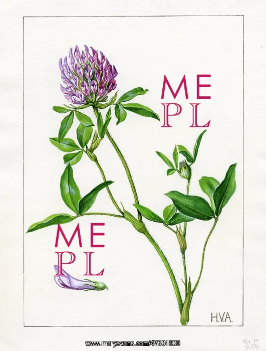 : Trifolium medium - zigzag clover : Trifolium medium - zigzag clover