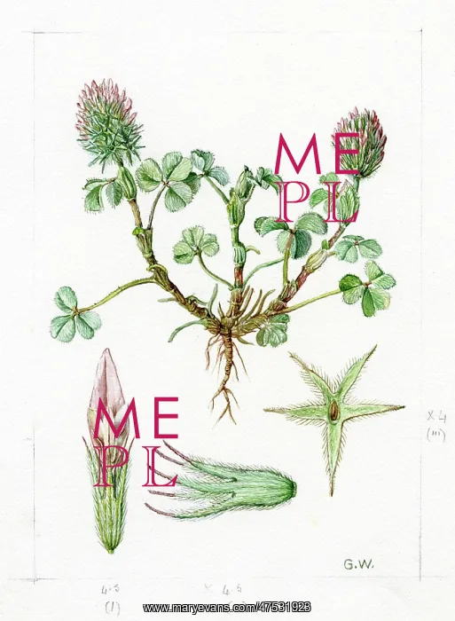 : Trifolium molinerii - clover : Trifolium molinerii - clover