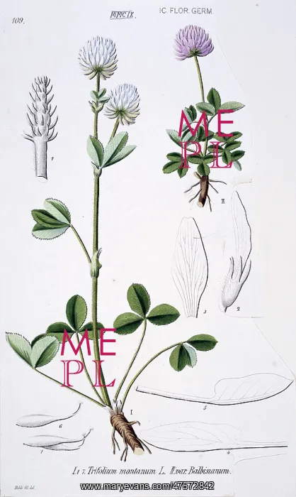 : Trifolium montanum, mountain clover : Trifolium montanum, mountain clover