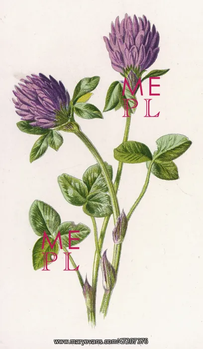  : TRIFOLIUM PRATENSE