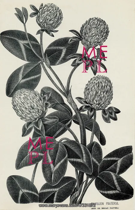  : TRIFOLIUM PRATENSE