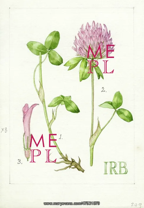  : Trifolium pratense - red clover