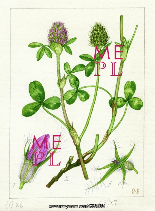 : Trifolium pratense - red clover : Trifolium pratense - red clover