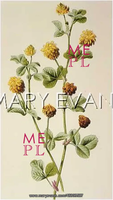  : TRIFOLIUM PRECUMBENS