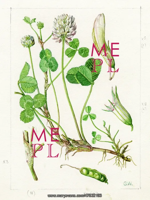 : Trifolium repens - white clover : Trifolium repens - white clover