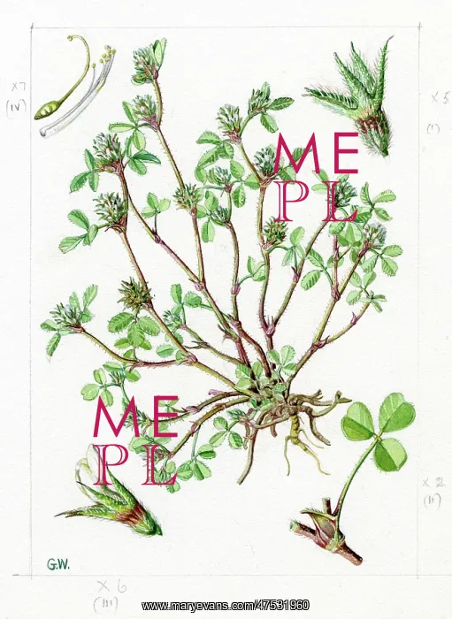 : Trifolium scabrum - rough clover : Trifolium scabrum - rough clover