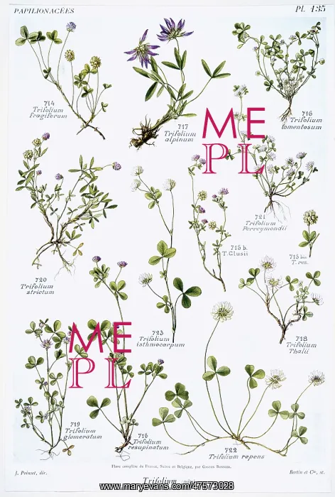 : Trifolium sp. clover : Trifolium sp. clover