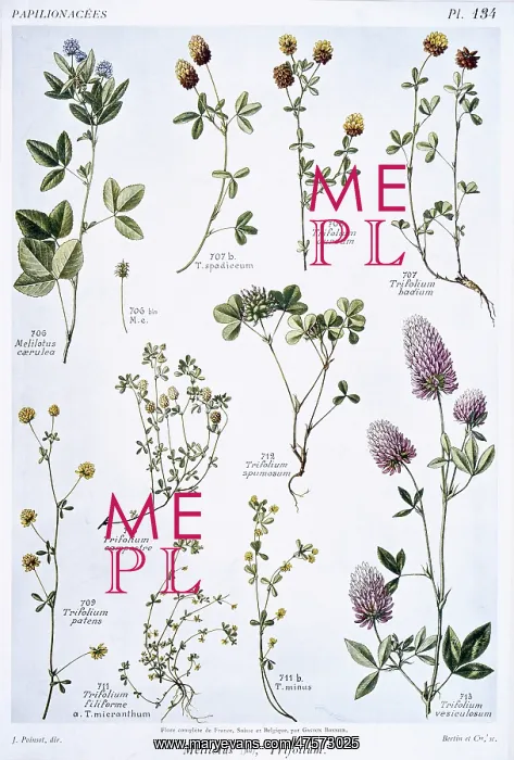 : Trifolium sp. & Meliotus sp. clover : Trifolium sp. & Meliotus sp. clover