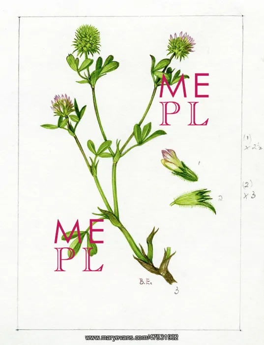 : Trifolium squamosum - sea clover : Trifolium squamosum - sea clover