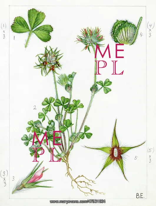 : Trifolium stellatum - starry clover : Trifolium stellatum - starry clover