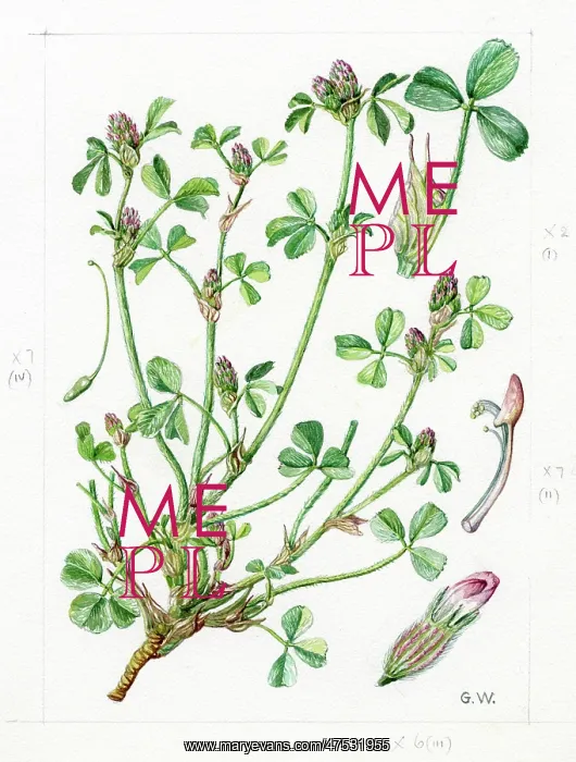 : Trifolium striatum - knotted clover : Trifolium striatum - knotted clover