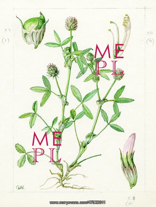 : Trifolium strictum - upright clover : Trifolium strictum - upright clover