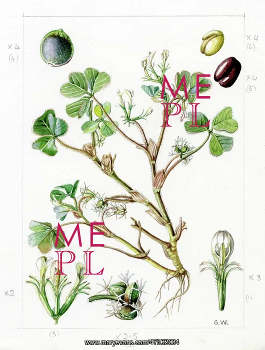 : Trifolium subterraneum - subterranean clover : Trifolium subterraneum - subterranean clover