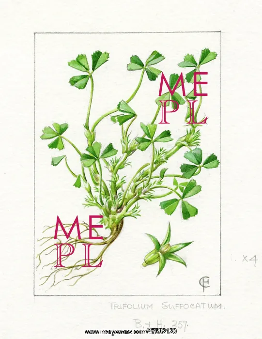 : Trifolium suffocatum - suffocated clover : Trifolium suffocatum - suffocated clover