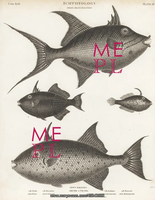 : Triggerfish and leatherjacket species : Triggerfish and leatherjacket species