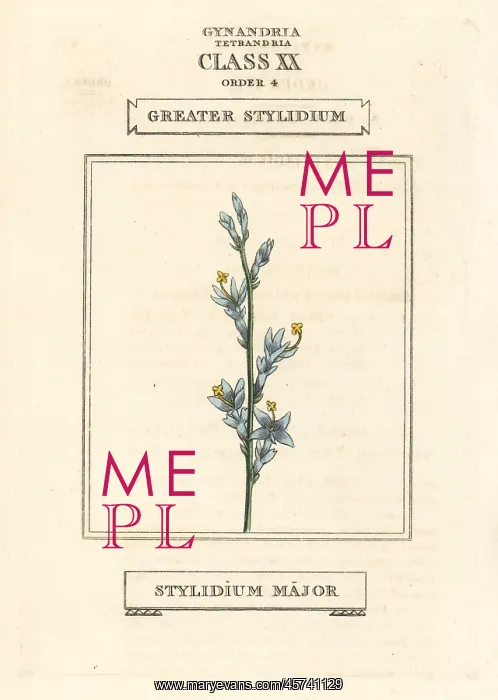  : Triggerplant or greater stylidium, Stylidium major