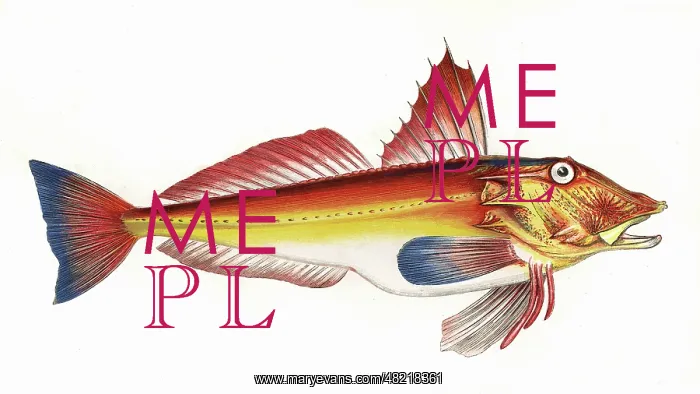 : Trigla cuculus, or Bloch's Gurnard : Trigla cuculus, or Bloch's Gurnard