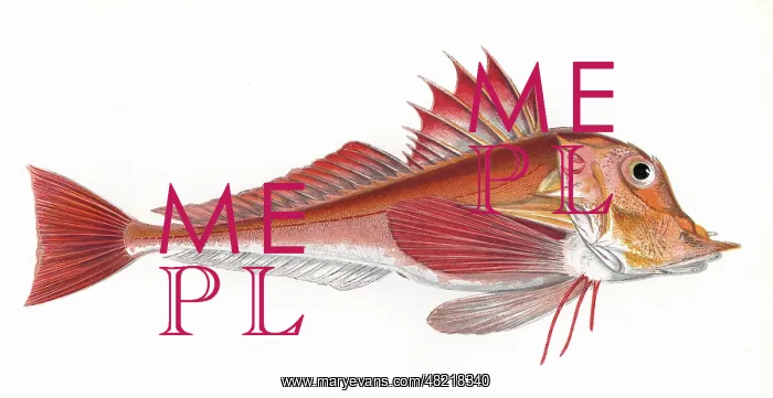 : Trigla lyra, or Piper Gurnard : Trigla lyra, or Piper Gurnard