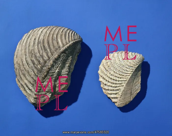 : Trigona, bivalves : Trigona, bivalves