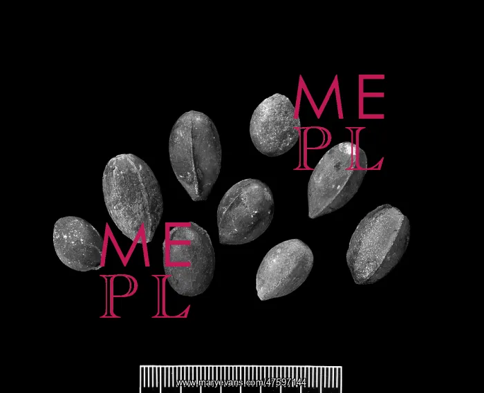 : Trigonocarpus parkinsoni : Trigonocarpus parkinsoni