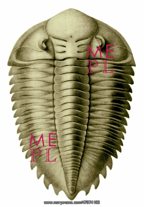 : Trilobite Artwork : Trilobite Artwork