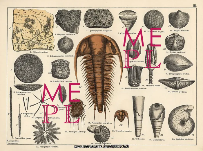 : Trilobite, sponge and zoophyte fossils : Trilobite, sponge and zoophyte fossils