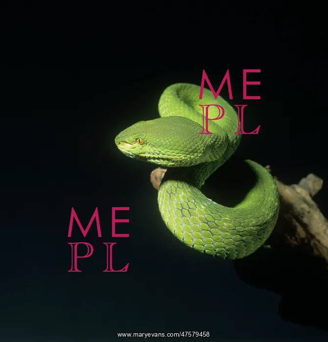  : Trimeresurus albolabris, bamboo pit viper