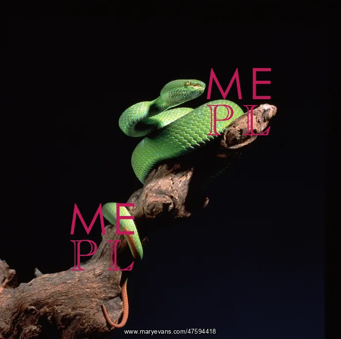 : Trimeresurus albolabris, bamboo pit viper : Trimeresurus albolabris, bamboo pit viper
