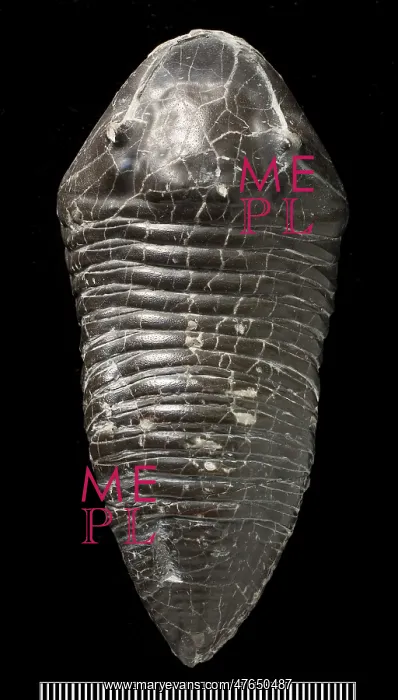 : Trimerus, a fossil trilobite : Trimerus, a fossil trilobite