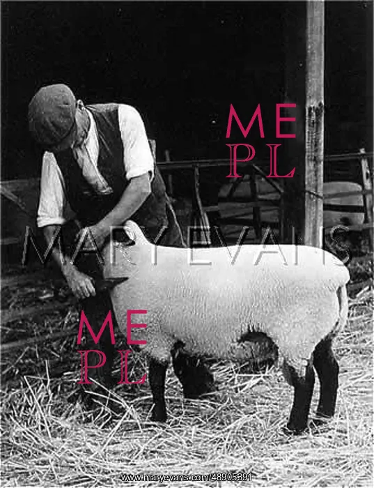 : TRIMMING A SHEEP BY HAND : TRIMMING A SHEEP BY HAND