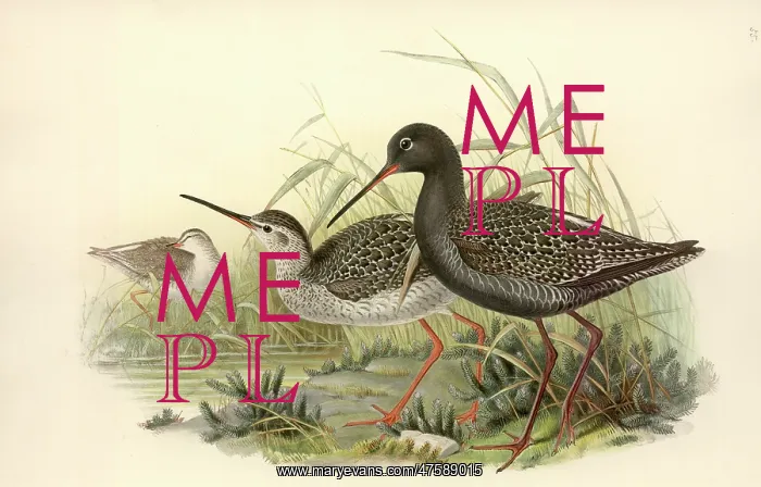 : Tringa erythropus, spotted redshank : Tringa erythropus, spotted redshank