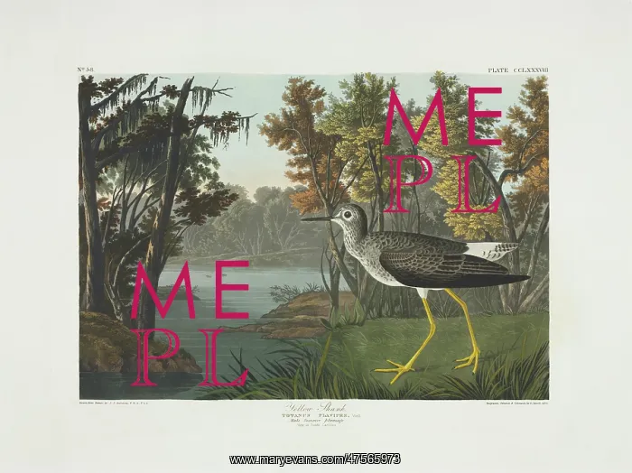 : Tringa flavipes, lesser yellowlegs : Tringa flavipes, lesser yellowlegs