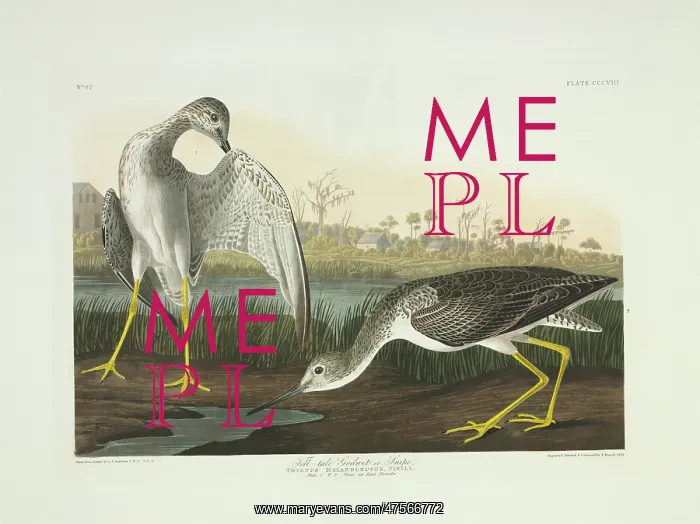 : Tringa melanoleuca, greater yellowlegs : Tringa melanoleuca, greater yellowlegs